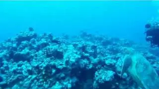 Scuba Diver Girls Dive with Sea Turtles in Aitutaki