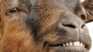 Very Funny commercial 'Screaming Goats'