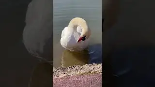 Close up video of a beautiful SWAN cleaning feathers #swan #nature #animals #birds #birdsphotography