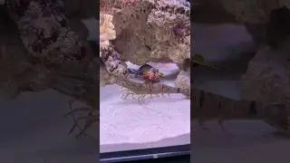 Mantis shrimp vs pistol shrimp👊