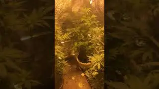 Kosher Kush week 8