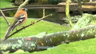 vinken.wmv