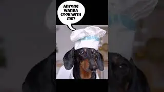 Dog Loves to Cook | Chef👨&zwj;🍳 | Funny Animal Videos
