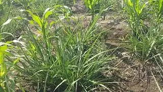 Sugarcean and Gram Production Technology