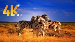 4k Amazing African Zebra Wildlife Footage | It&rsquo;s Very Beautiful Animal?