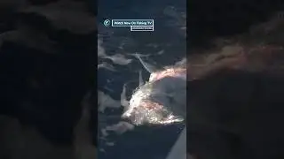This fish looks crazy!  - &lsquo;Modern Fishing with Jared Jeffries&rsquo; on FishingTV