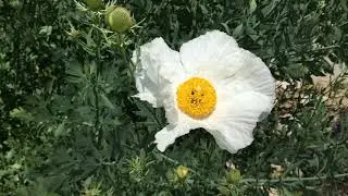 My Front Yard Matilija Poppies - May 3 & 4, 2019