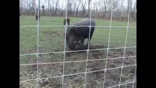A Bivaly bika