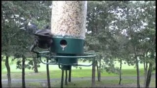 Bird Mayhem on the Yankee Flipper