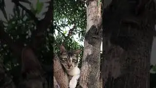 🐈आला उन्हाळा तब्बेत सांभाळा..Natural Air Conditioner #summer #heatwave #nature #coolcat #cat #cats
