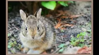 'Satiny' [Baby Wild Bunny] #pussywillowpianosong #marilynplayspiano #babywildbunnies #piano #cutest