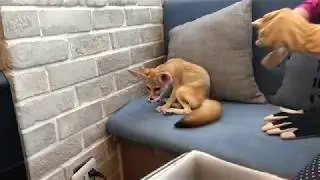 Fennec Fox At A Tokyo Hedgehog Cafe