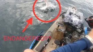 They say this fish is ENDANGERED!!! Navarre beach kayak fishing.