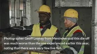 Mystery of Dead Fish Swarm: A Massive Die-Off in Menindee River