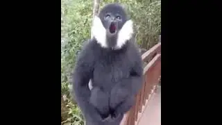 Fran&ccedil;ois' langur - monkey with sideburns - Natures Wonders