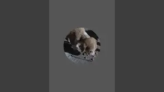 Animal social service  is live