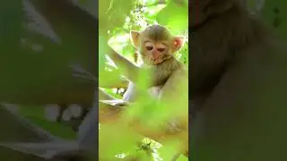 Close up monkey eye contact. #Shorts