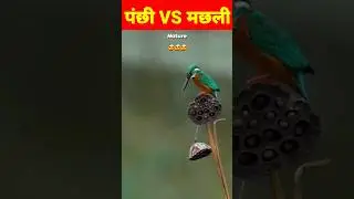 #8kbirds #bird #beautifulbirds #shorts #short #shortvideo
