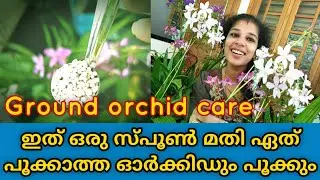 Ground orchid flowering tips || Spathoglottis Plicata || Gardening Malayalam || shilpazz thattikootu