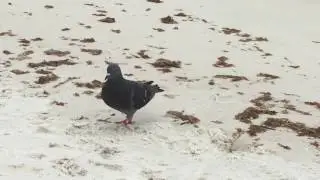 Florida beach birds - 4k - B-Roll - 22s