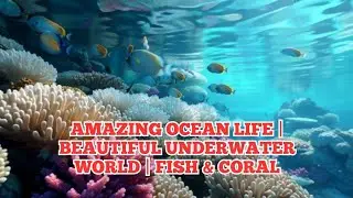 AMAZING OCEAN LIFE | BEAUTIFUL UNDERWATER WORLD | CORAL & FISH 