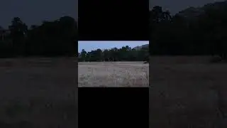 Two Bucks Racing Across the Field &mdash; Wild Moment! #deer #animals #shorts #whitetail