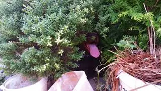 Overheated Dog