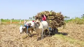Ongole Bullock Cart Ride | Bullock Cart Ride