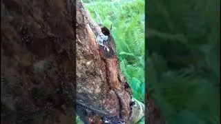 Actual tree gum used to make chewing gum /bubble gum candy #shorts #treegum #bubblegum