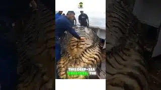 Fishermen Catch Giant Isopod from the Depths! #DeepSeaDiscovery #OceanMysteries #RareCatch