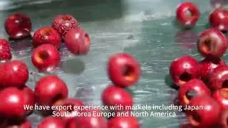 Freeze-Dried Food Manufacturer in China | OEM Supplier from China