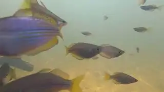 Coen River- Cape York - Australia - 23rd April 2019