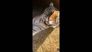tigre miando (tiger meow) 😂😂😂😂