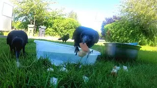 ASMR Crows Eating and Drinking