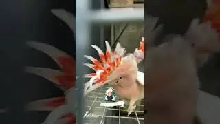 cockatoo breeding pair #parrot #hassanpapagei #shorts #viralvideo