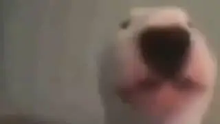 walter cha chas real smooth (walter the dog dank meme)