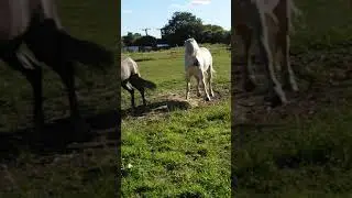 Reunited after weaning (no you can't suckle!!! 😁)