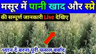 मसूर में पानी खाद और स्प्रे की सम्पूर्ण जानकारी | masoor me pani kab dena chahiye | masur me pani
