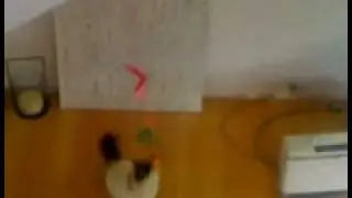 Zinzan the cat playing