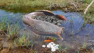 Best Skill Fishing 2021 - Unbelievable Girl Catching Big Fishes By Hand in Rice Field