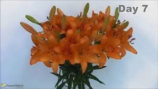 FlowerWatch presents Orange Lilium vase life test in HD - video 1