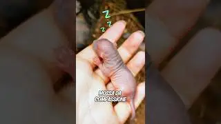La donna ha salvato un cucciolo di scoiattolo dal re delle formiche