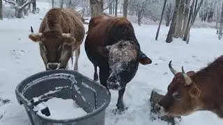 Dont Touch Joey's Water Trough