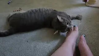 catsitting: Mister has a foot fetish