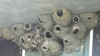 Cliff Swallow Colony