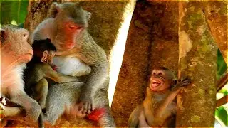 Oops!! Getting Angry With Janna | Monkey screaming Scared Her Mom Jane