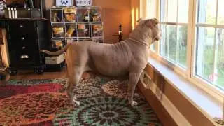 Biggest Champagne Female Dog On Earth; ManMade Kennels Zombie; Worlds Largest Dog