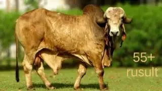 Sag gir bull 10110 ditels || sag gir bull 10110 results 