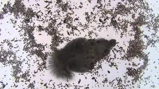 The seedy underbelly of New England Wildlife