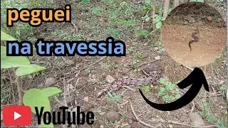 PEGUEI NA TRAVESSIA DA ESTRADA 